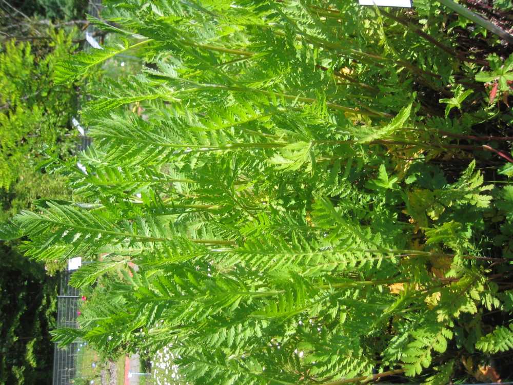 Tanacetum vulgare (Krausblättriger Rainfarn)